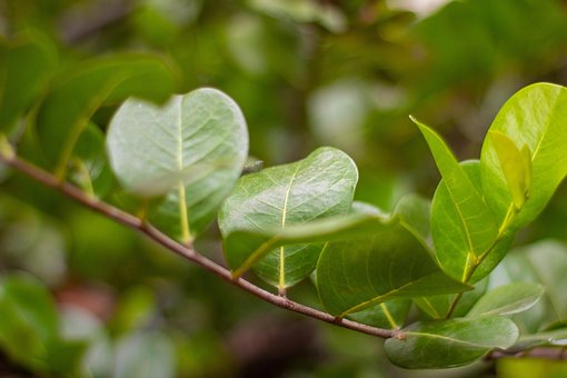 Free Nature Gree photo and picture
