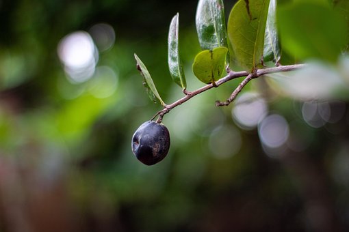 Free Tree Nature photo and picture
