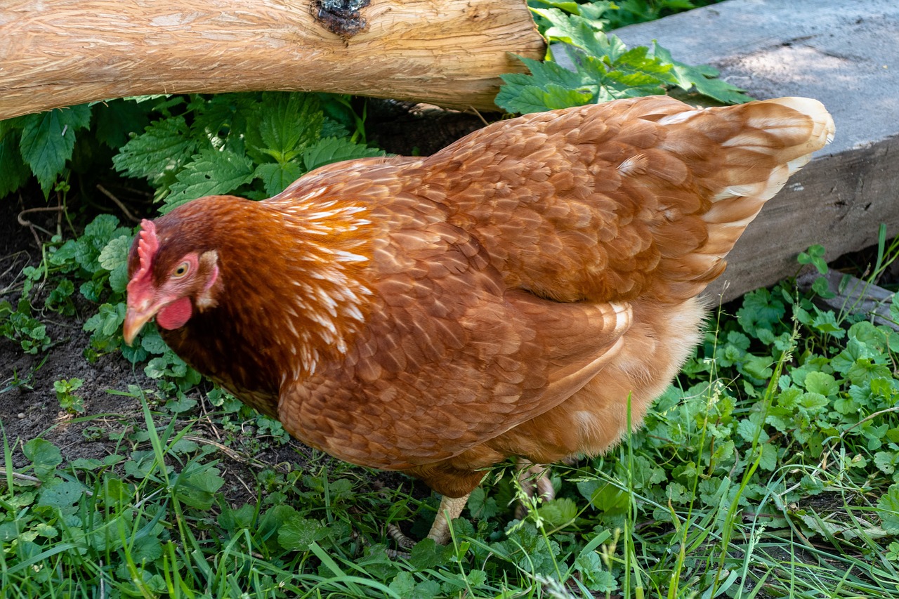 Hähnchen Hausvogel Landwirtschaft - Kostenloses Foto auf Pixabay - Pixabay Hähnchen Hausvogel Landwirtschaft - Kostenloses Foto auf Pixabay - Pixabay