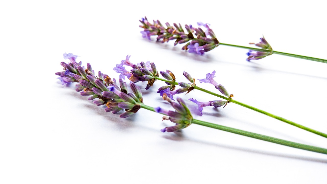 Simple - free online jigsaw puzzle photo
