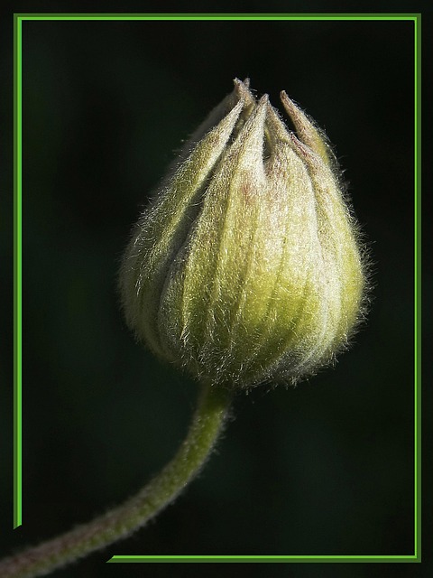 Free Nature Flower photo and picture