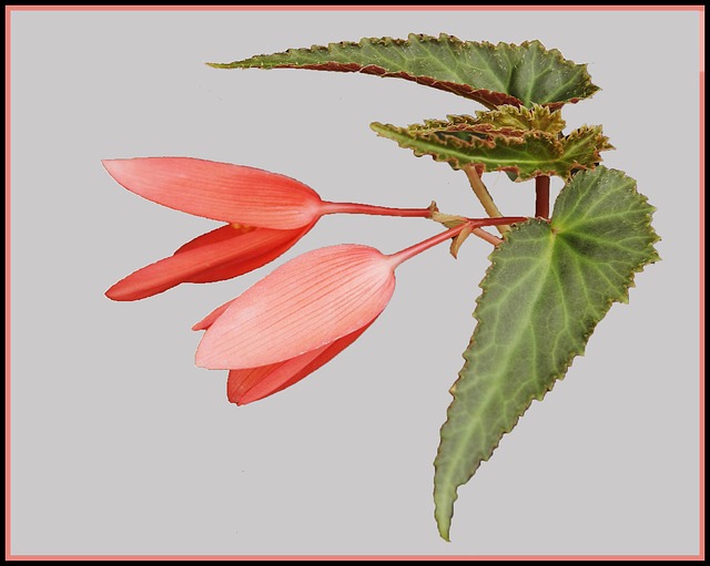 Free Blossoms Pink photo and picture