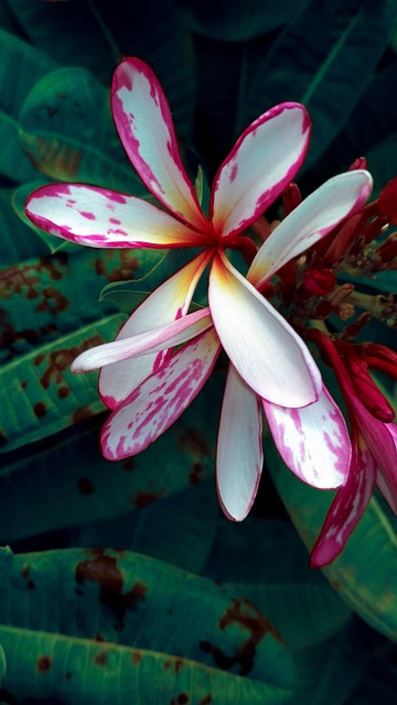 Free Flower Nature photo and picture