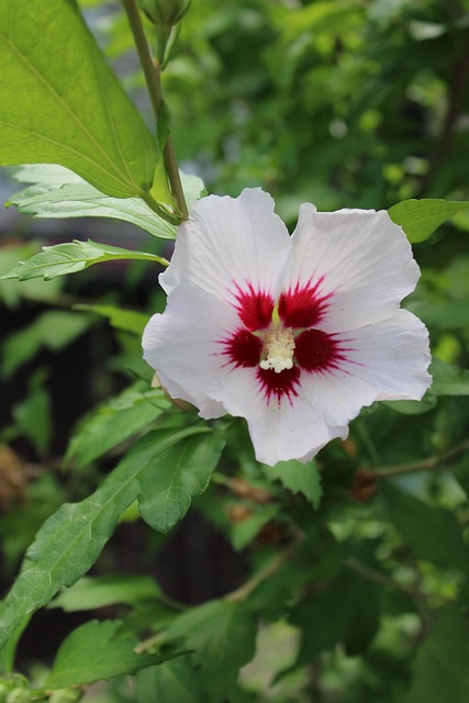 Free Nature Garden photo and picture