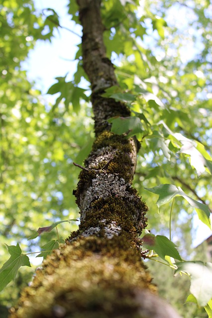 Free Nature Garden photo and picture