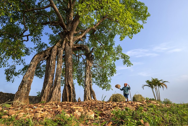 Free United Rice Vietnamese Village photo and picture