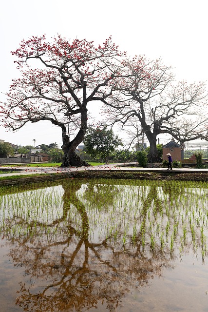 Free United Rice Vietnamese Village photo and picture