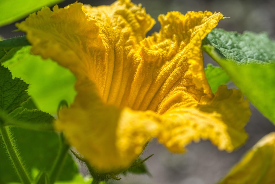 北海道 カボチャの花 花 Pixabayの無料写真