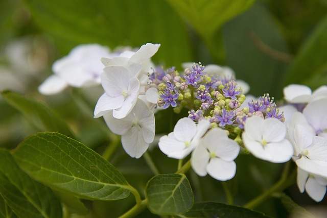 Hortensia, Pladehortensia, Blomstre