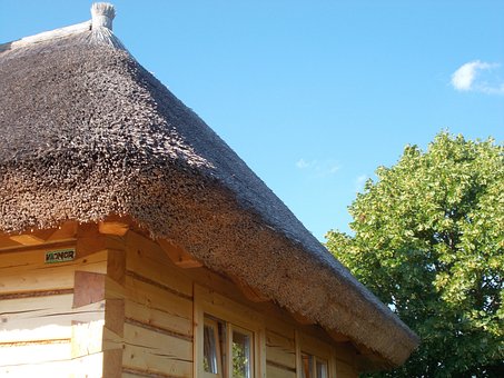 Cabine, Huis, Platteland, Linde, Boom
