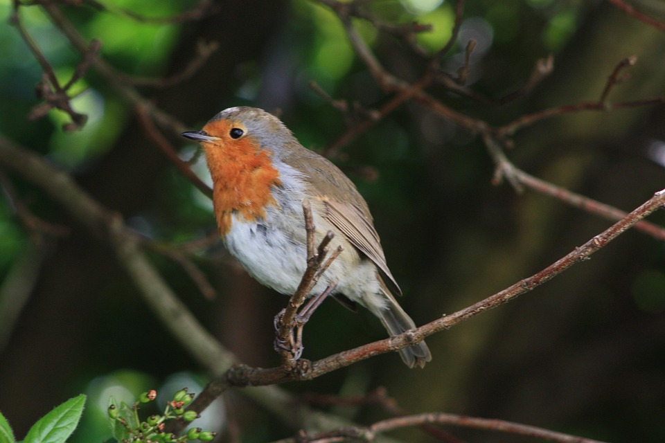 Visual Rbano Bird Robin Bird Urban Nature - Free photo on Pixabay - Pixabay