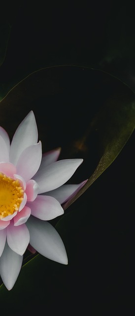 Lotus, Květiny