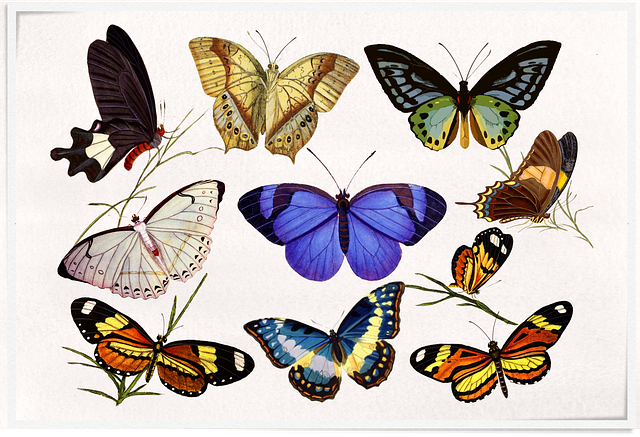 Free vintage butterflies colourful illustration