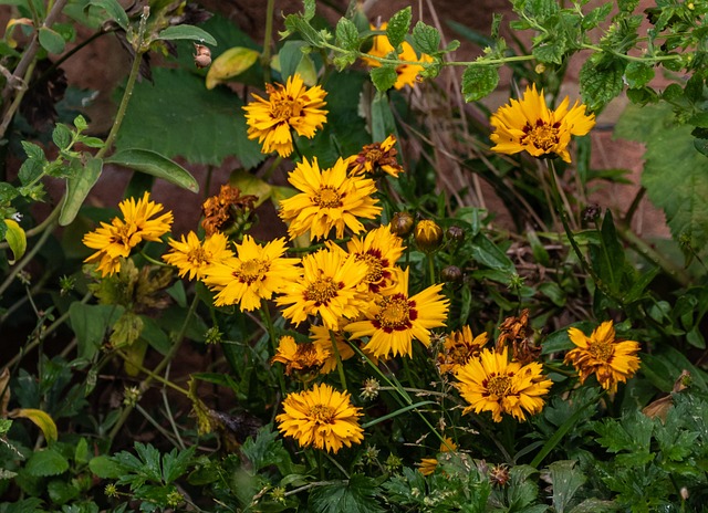 Free Yellow Aster Aster photo and picture