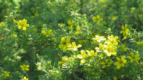 Blomster, Gul, Grønne Natur