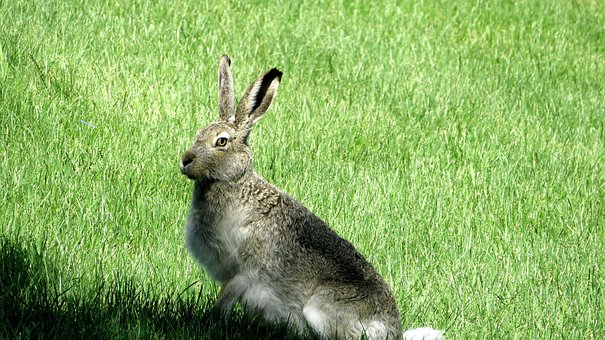 Kanin, Hare, Natur, Dyr, Ører, Græs