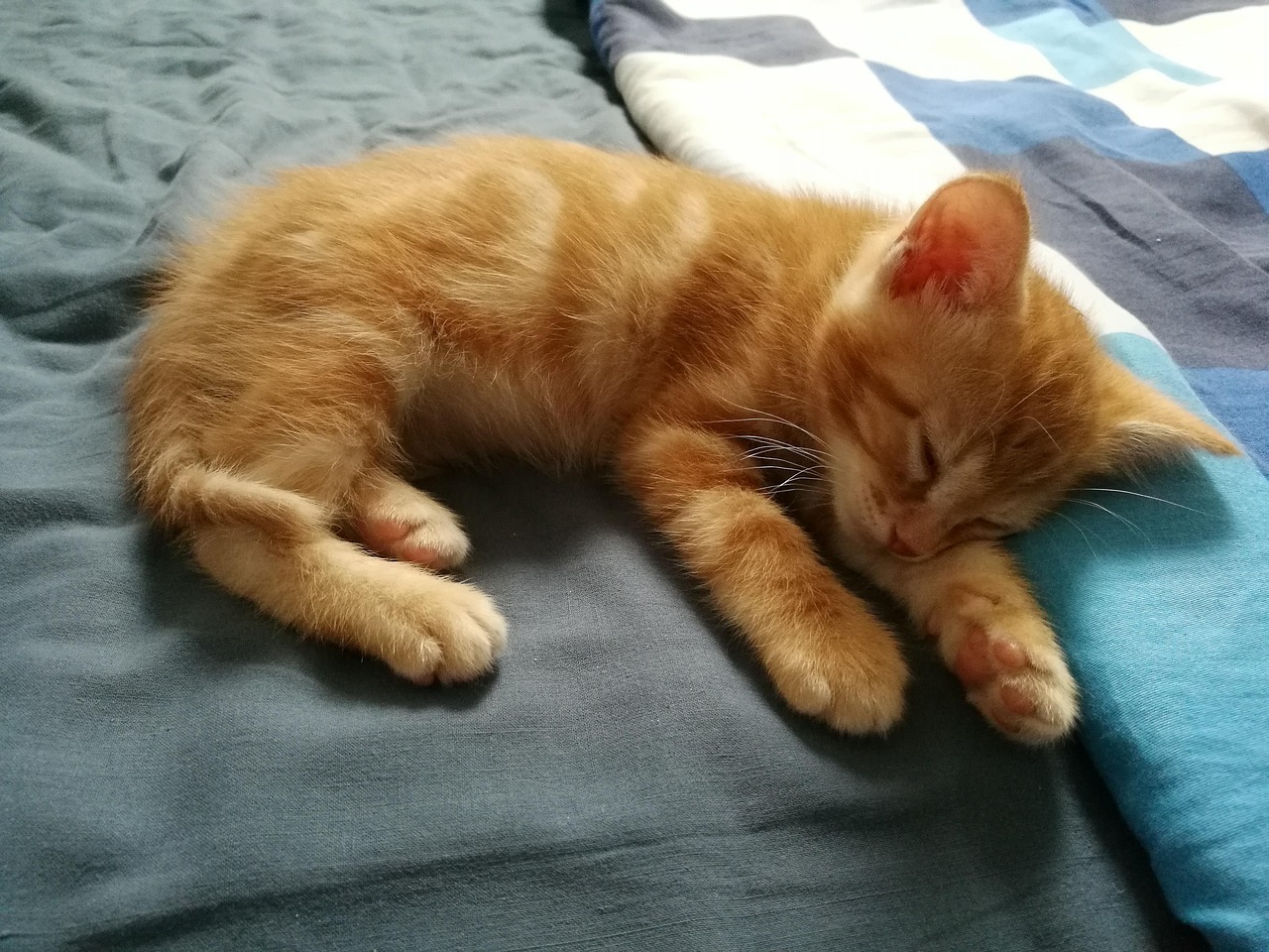 Kacter Roter Kater Katzenbaby Kitten - Kostenloses Foto auf Pixabay - Pixabay