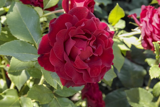 Rose, Blomst, Dråber, Natur, Rød