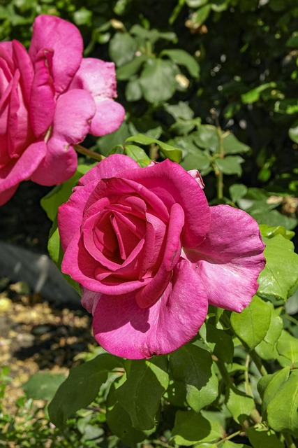Blomster, Natur, Parkere, Roser, Grøn