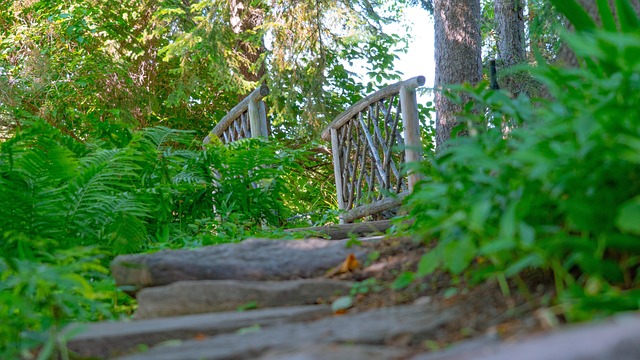 Wald, Garten, Natur, Holz, Feder