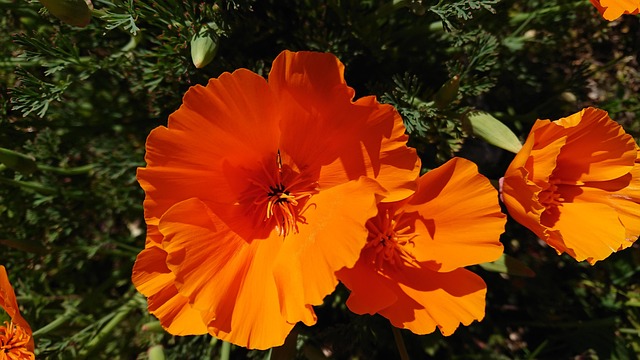 Free Flower Orange photo and picture