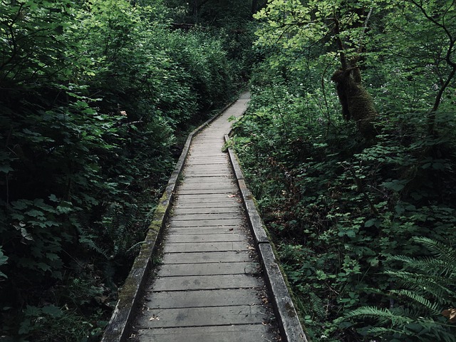 Free Boardwalk Path photo and picture