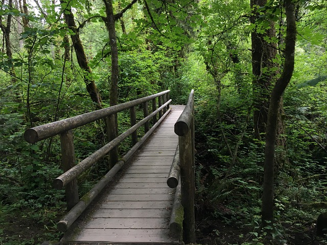 Free Woods Hiking photo and picture