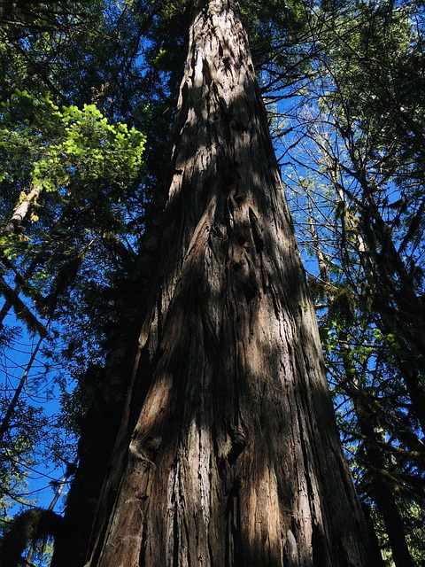 Free Tree Trunk photo and picture