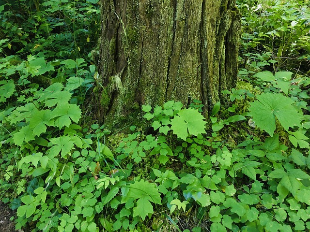 Free Forest Green photo and picture