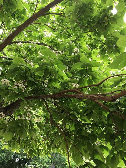 Free Leaves Green photo and picture