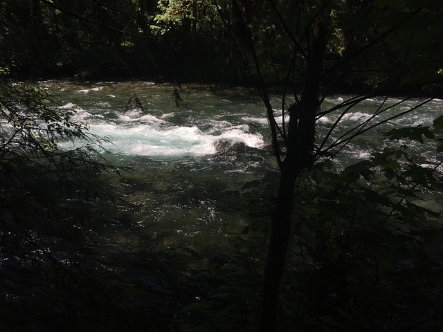 Free Mckenzie River Rapids photo and picture