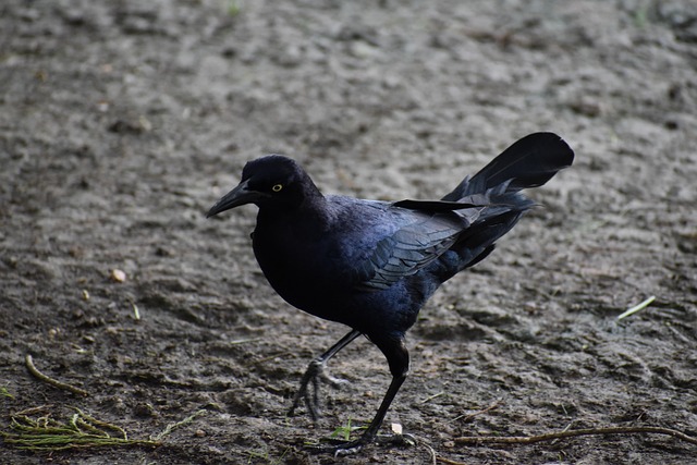 Great-Tailed Grackle Black Bird - Free photo on Pixabay - Pixabay