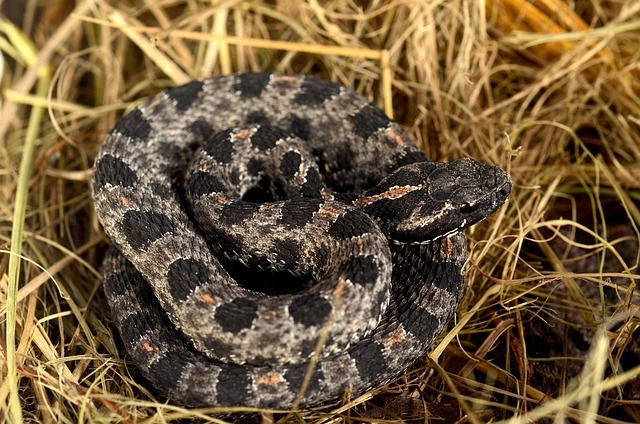 Free Snake Pigmy Rattlesnake photo and picture