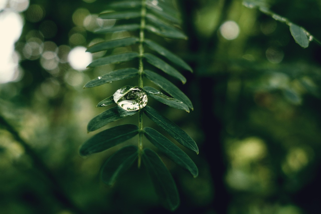 水滴 湿的 雨 - Pixabay上的免费照片