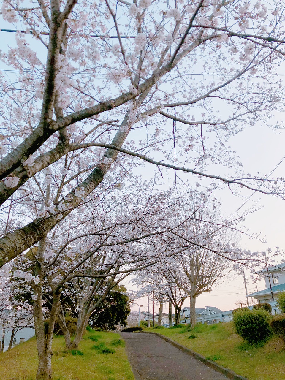 樱桃树 一排樱花树 樱桃 - Pixabay上的免费照片 - Pixabay
