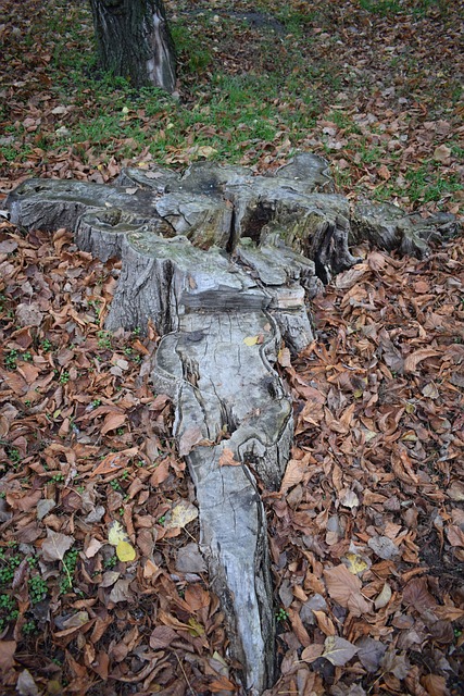 Stump, Alt, Root, Herbst, Baum, Park