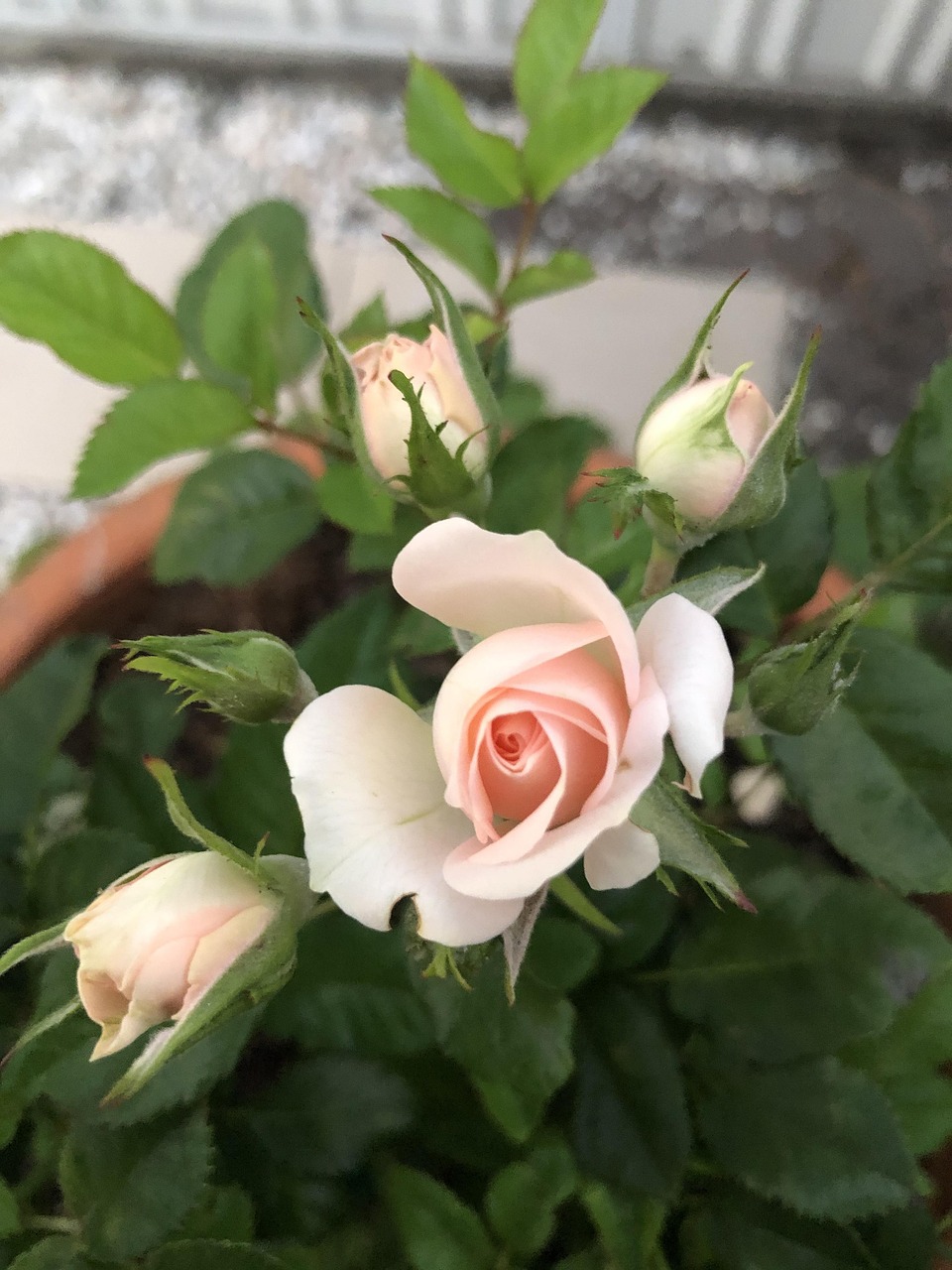 Sweet Rose - Free photo on Pixabay - Pixabay