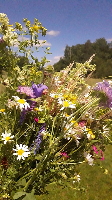 Free Meadow Flowers photo and picture