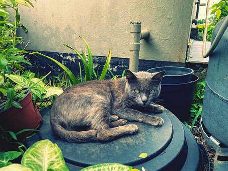 Free Cat Only photo and picture