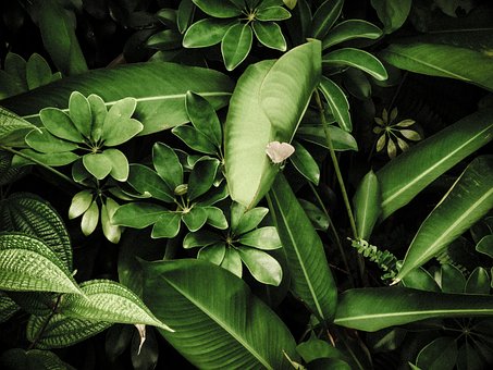 Free Nature Butterfly photo and picture
