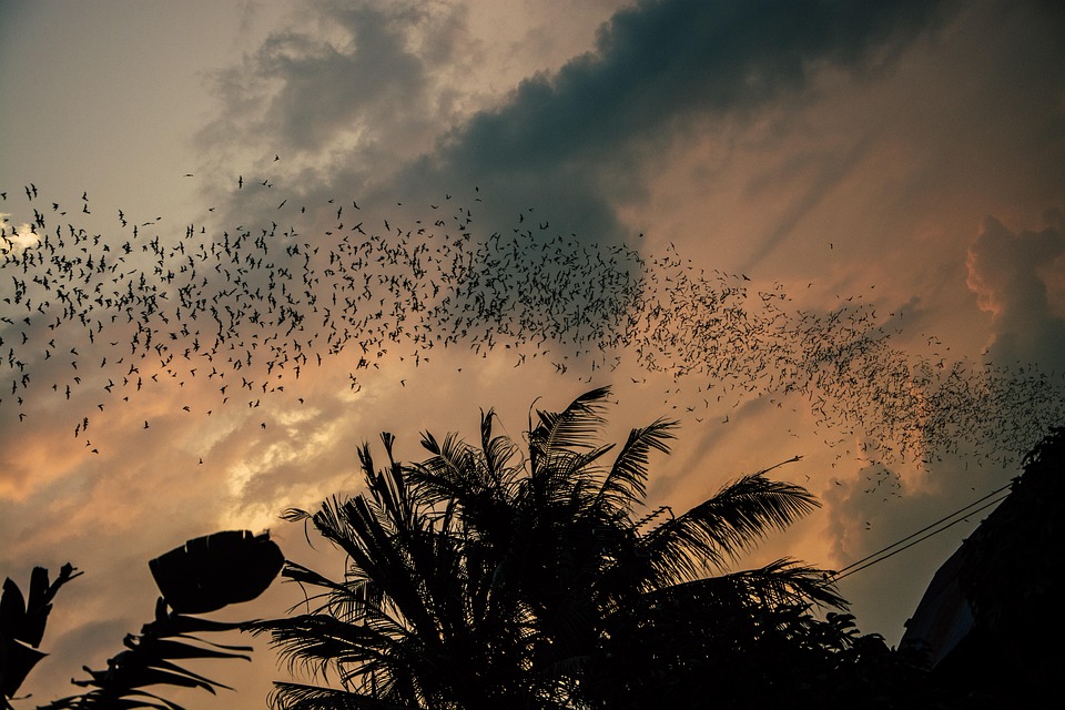 Bats Dawn Sunset Free photo on Pixabay Pixabay