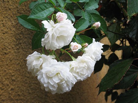 Free Roses Rain photo and picture