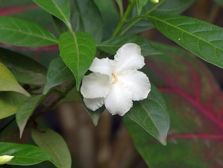 Free Gardenia Flower photo and picture