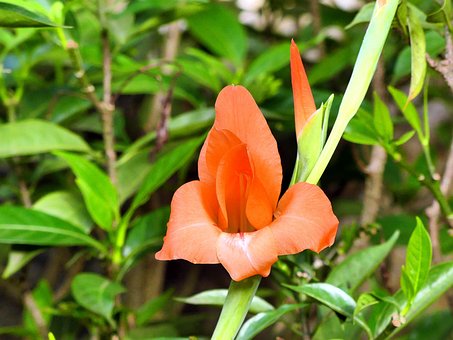 Free Gladiola Flower photo and picture