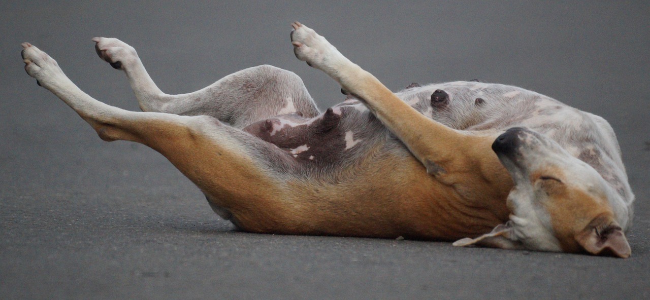 Dog - free online jigsaw puzzle photo