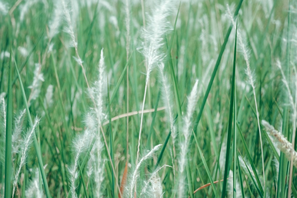 Reeds Grass Reed Free photo on Pixabay