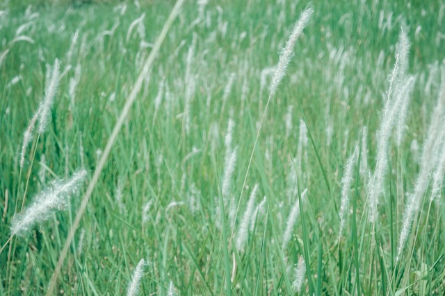 Rieten, Gras, Riet, Natuur, Plantaardige