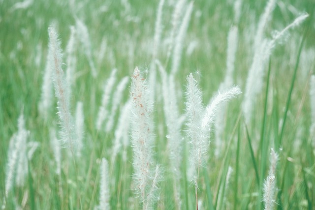 Rieten, Gras, Riet, Natuur, Plantaardige