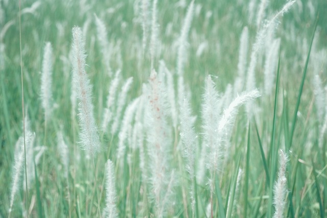 Rieten, Gras, Riet, Natuur, Plantaardige