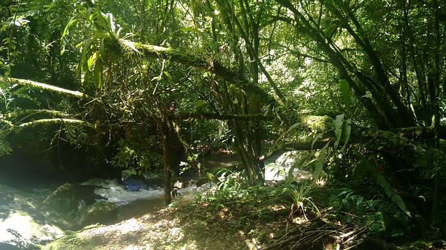 Native Forest Images The Native Forest River - Free photo on Pixabay - Pixabay